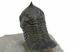 Morocconites Trilobite Fossil With Gerastos - Ofaten, Morocco #310632-5